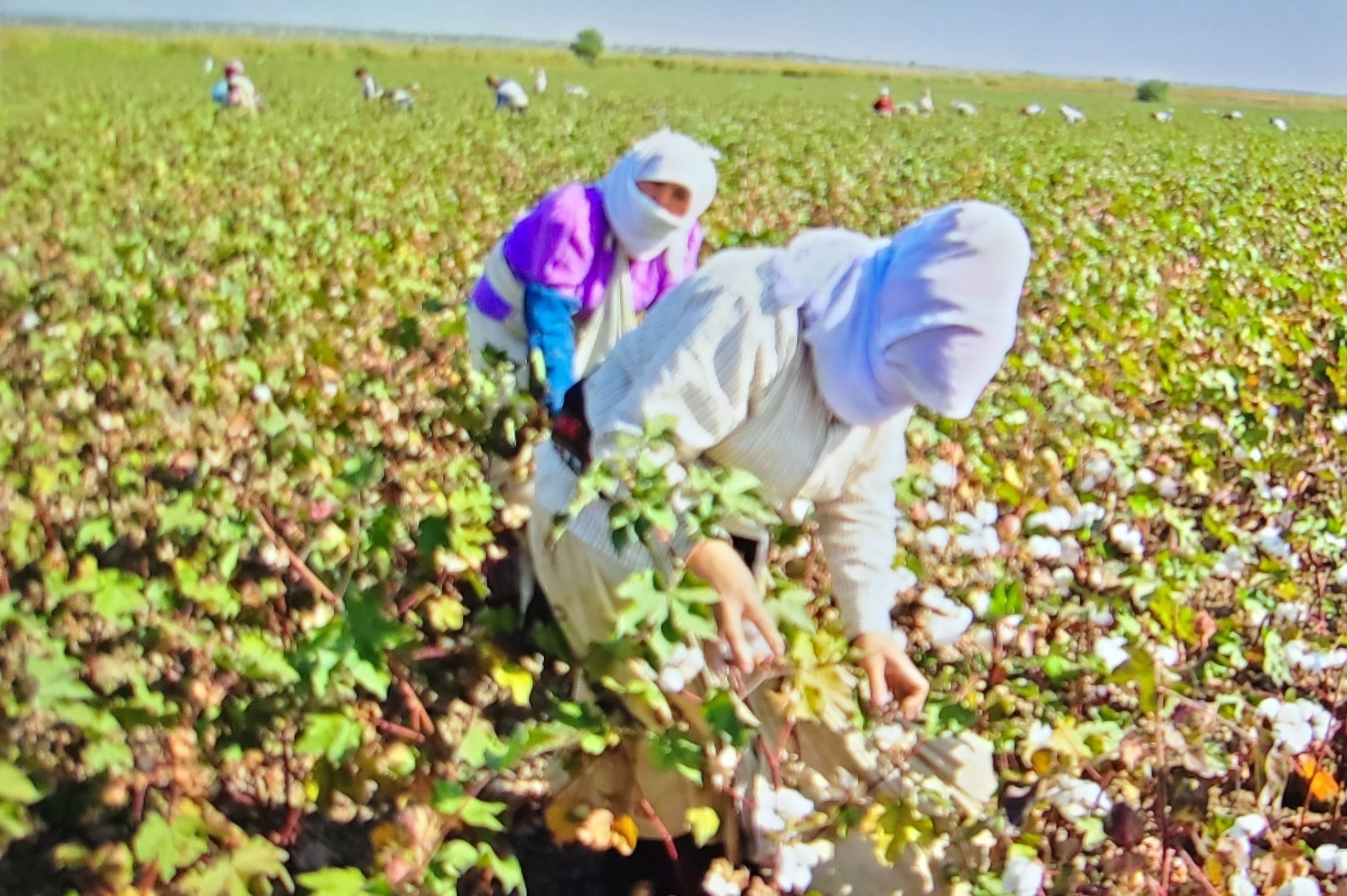 Turkmen picking cotton